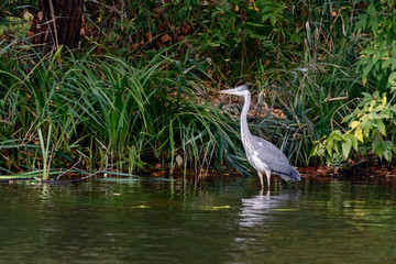 Grey heron ardea cinerea standing in water on coast of river. Large common waterbird in wildlife.