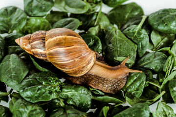 slimy brown snail on green fresh leaves