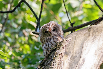 Tawny owl strix aluco sitting in hole on tree. Cute nocturnal bird of prey in wildlife.