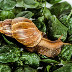 slimy brown snail on green fresh leaves