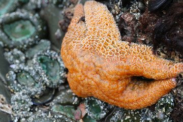 Tofino Vancouver Island Canada Starfish