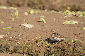 Olive-backed Pipit in Mai Po Nature Reserve, Hong Kong (Formal Name: Anthus hodgsoni)