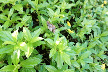 snail on leaves flowers