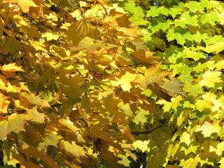 maple leaves in autumn