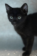 Cute Black Cat with Silver Backcground