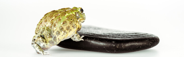 cute green frog on black stone isolated on white, panoramic shot