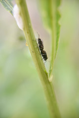 two bugs copulate during the spring time