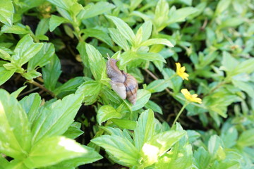 Snail on leaves