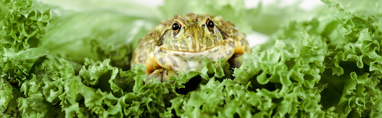 close up view of cute green frog on lettuce leaves, panoramic shot