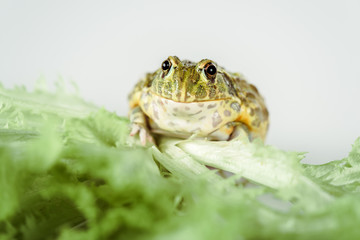 close up view of cute green frog on lettuce leaves isolated on white