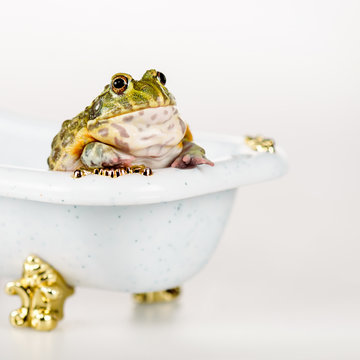 close up view of cute green frog in small luxury bathtub isolated on white