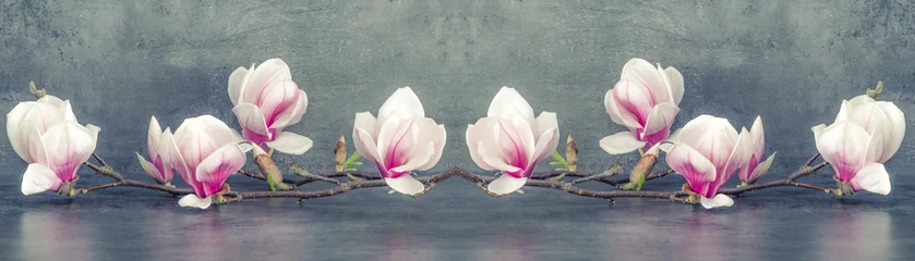 Foto op Aluminium Mooie bloeiende magnoliatak geïsoleerd op grijze antraciet achtergrond panorama banner long © Corri Seizinger