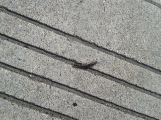 centipede on the concrete surface on a sunny day