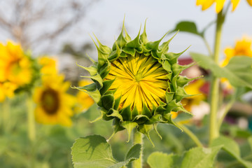 Beautiful sunflowers blooming in the morning