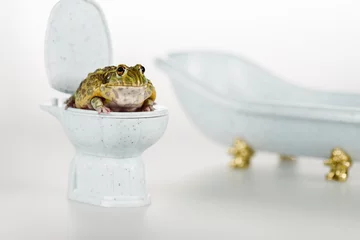 Afwasbaar fotobehang selective focus of funny green frog on small toilet bowl near luxury bathtub isolated on white © LIGHTFIELD STUDIOS