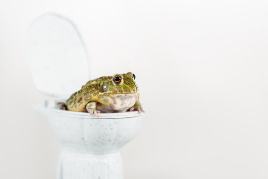 funny green frog on small toilet bowl isolated on white