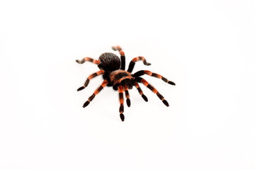 black and red hairy spider isolated on white
