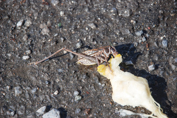 brown locust eats pear on the mudy ground