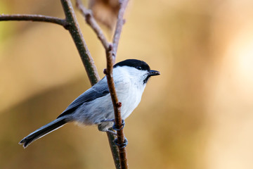 Willow tit poecile montanus sitting on branch of tree with seeds in beak. Cute little forest bird in wildlife.