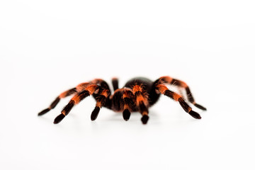 black and red hairy spider isolated on white