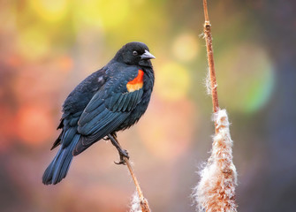 red winged blackbird