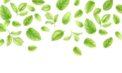 Fresh mint leaves and stems pattern isolated on white background, top view. Close up of peppermint....