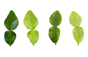 The Collection of Bergamot leaf on isolated and white background   with clipping path