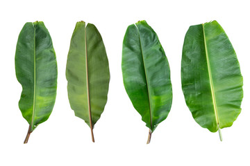 The Collection of banana leaf on isolated and white background   with clipping path