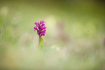 Fototapeta na wymiar Dactylorhiza sambucina. Free nature. Beautiful picture. Orchid of the Czech Republic. Beautiful photo. Wild nature of the Czech Republic. Plant. Orchids of Europe.