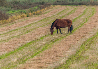 Lusitan Horses in the rice fields and water