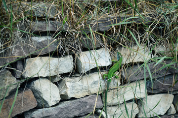 green lizard in the wild