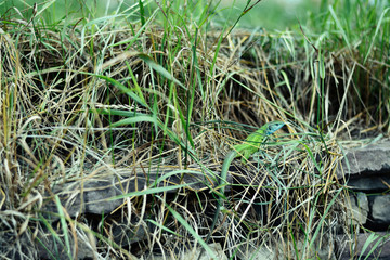 green lizard in the wild