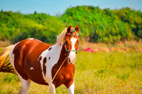 Indian marwari horse,white/brown horse on grass field,beautiful African horse on long grass ground,Portrait of horse wearing a rug,white and brown horse with long mane in flower field against sky,