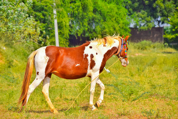 Obraz na płótnie Canvas Appaloosa horse on standing grass field,beautiful view of Arabian horse,Nice young appaloosa horse running,brown horse beautiful view,