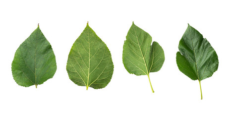Green leaves collection of mulberry isolated on white background and have clipping paths