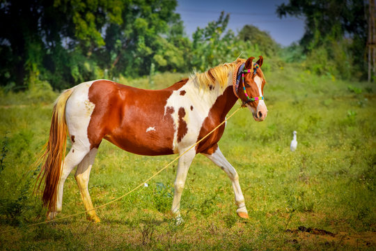 Indian Paint Horse Pictures Warrior Horse Photography By Billi