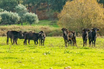 Portuguese bulls herd in the pasture
