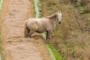 Lusitan Horses in the rice fields and water