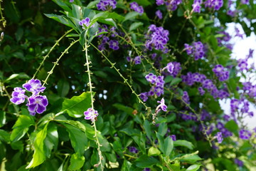 Violet white flowers tropical