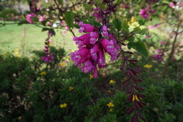 Obraz premium Pink tropical flowers