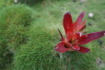 red flower hawaii