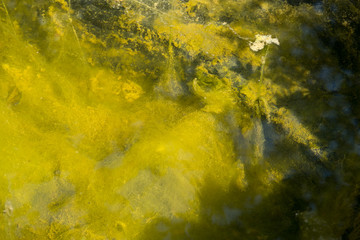 green abstract texture