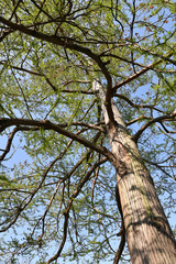 Branchages au début du printemps