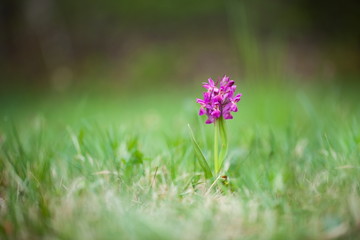 Dactylorhiza sambucina. Free nature. Beautiful picture. Orchid of the Czech Republic. Beautiful photo. Wild nature of the Czech Republic. Plant. Orchids of Europe.
