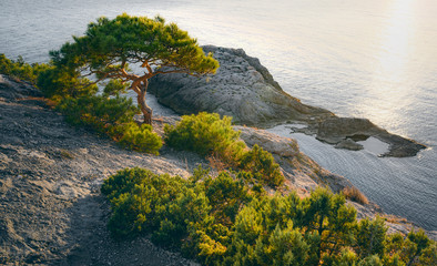Pine tree with twisted trunk on sea shore. Horizontal panorama.