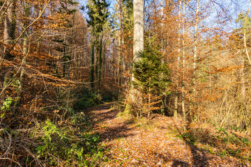 Waldweg für Wanderer imStromberg bei Oberderdingen