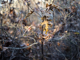A Single Oak Leaf is Caught in a Thicket of Small Branches Near the Ground