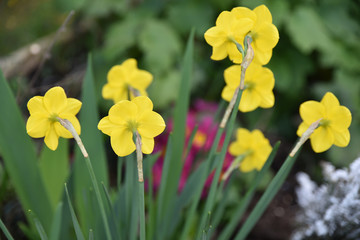 Narcisse jaune au printemps