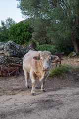 Jeune taureau dans un champ en corse