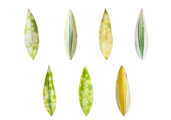 Set of various forest plant leaves on white background. with clipping path, leaf plants